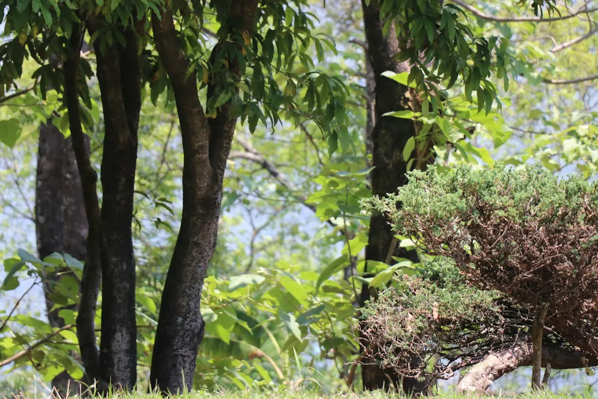 Community Forestry & Restoration