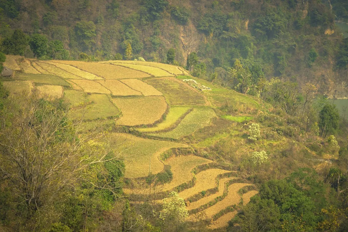 Golden terraces before harvest