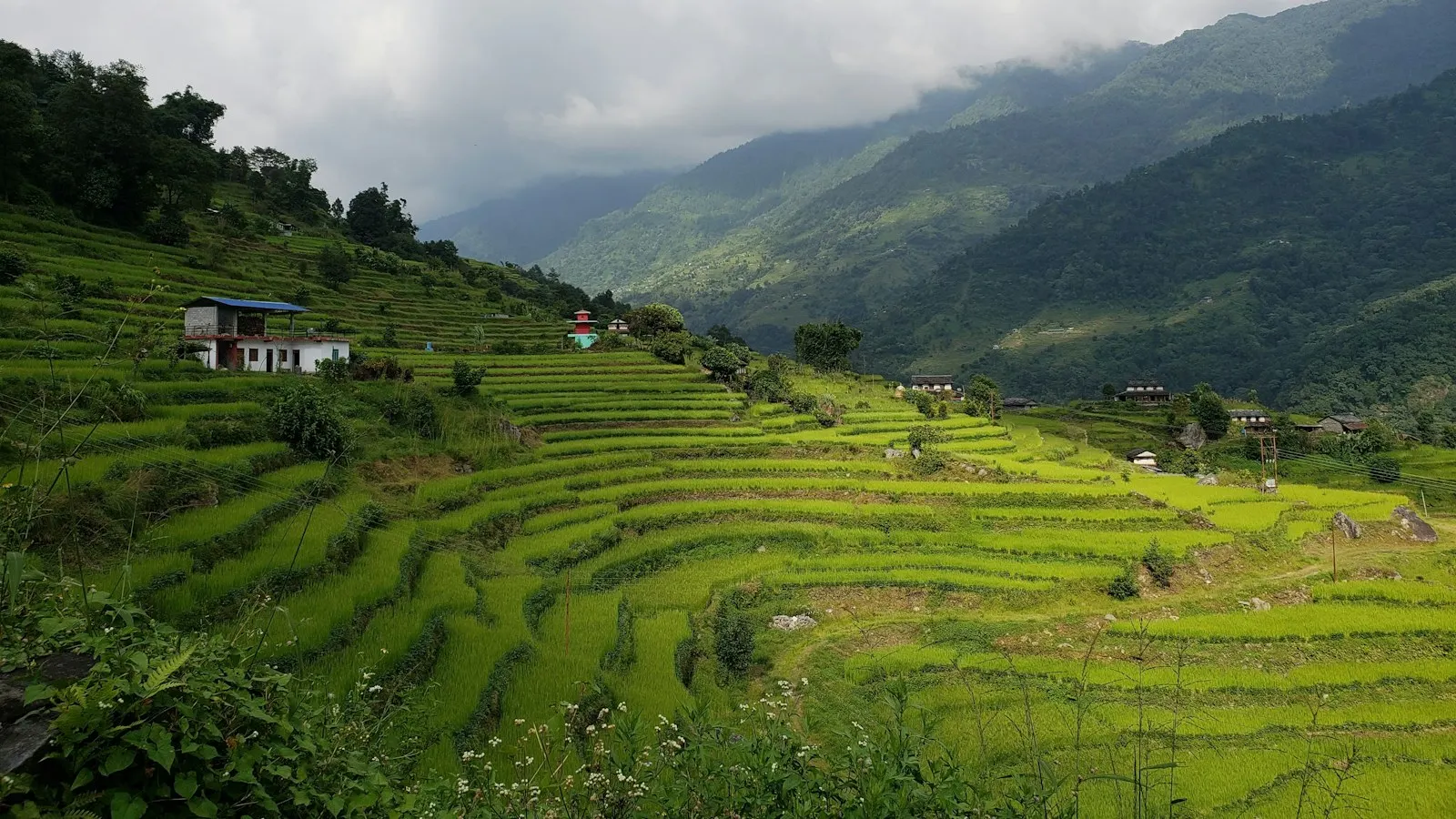Terraced fields on a mountainside